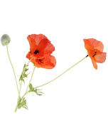 Poppy Spray x 3 Heads Orange