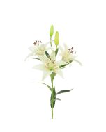Tiger Lily 82cm Cream