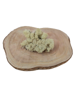 Reindeer Moss (Icelandic Moss) Preserved Natural