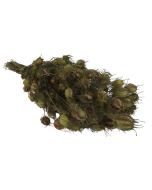 Nigella Pod Natural