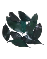 Magnolia Leaves Preserved Green x 1kg