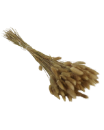 Lagarus/Bunny Tails Natural App 100g