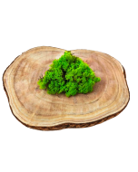 Reindeer Moss (Icelandic Moss) Apple Green (Spring)
