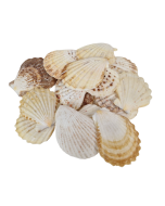 Shells - Pectin Radula 1kg