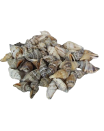 Shells - Strombus Brown Urceus