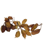 Branchichiton Pod X 800g