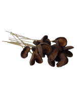 Badam Pods Halves On Stem X 15