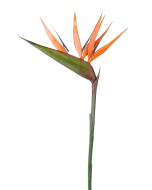 Strelitzia (Bird Of Paradise) Orange 90cm