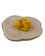Reindeer Moss (Icelandic Moss) Yellow
