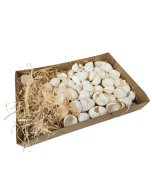 Broken Hen Shells White