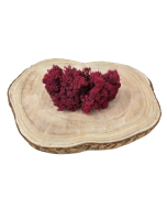 Reindeer Moss (Icelandic Moss) Burgundy