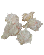 Shells - Pink Murex x 1 kg