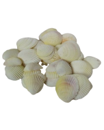 Shells - Cockles White x 1 kg