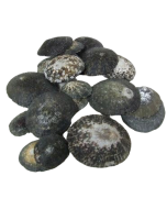 Shells - Oval Limpet x 1/2 kg