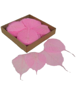 Skeleton Leaves Bleeched Pink X 200