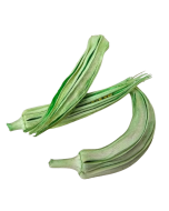 Okra Loose x 20 Mint Green