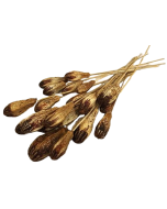 Mehogni On Stem x 20