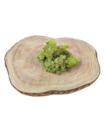 Reindeer Moss (Icelandic Moss) Old Green