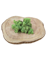 Reindeer Moss (Icelandic Moss) Mint Green