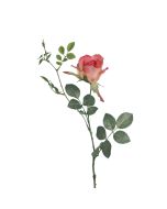 Alice Rose Melon 70cm