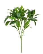 Sweet Bay Spray x 74 Leaves & 19 Beans