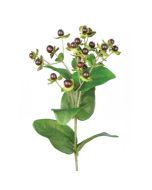 Hypericum x 23 Berries W/72 Leaves Burgundy
