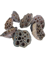 Lotus Heads Small x 100pcs