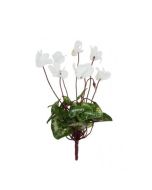 Mini Cyclamen Bush 25cm White