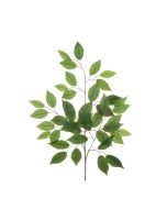 Ficus Spray Green x 42 Leaves 68cm