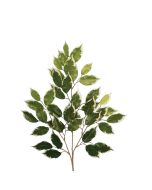 Ficus Spray Variegated  x 42 Leaves 68cm