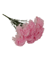 Bloom Carnations Pink x 12 Stems