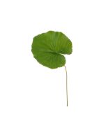 Galax Leaf 35cm Green (Best Quality)