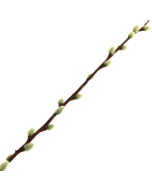 100cm Pussy Willow
