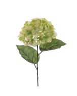Hydrangea Macrophylla 67cm Green