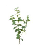 Eucalyptus Spray 76cm Green