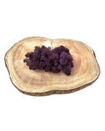 Reindeer Moss (Icelandic Moss) Aubergine