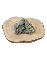 Reindeer Moss (Icelandic Moss) Grey