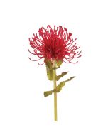 Pin Cushion Protea 66cm Burgundy