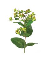 Hypericum Green 72cm