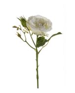 Rose Anne Spray Cream 37Cm