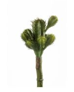 Cactus 18Cm Green
