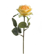 Rose Simone 45cm Yellow