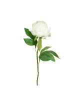 Hybrid Peony Bud 45cm Cream