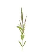 Veronica Spray 72cm Pink