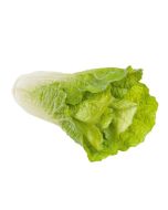 Chinese Cabbage Natural Touch