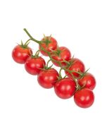 Cherry Tomato On The Vine