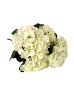 Cream 43cm Hydrangea Bush