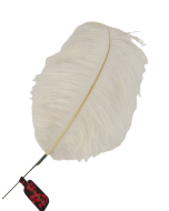 Feather Quill 76cm Cream