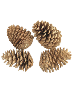 Maritima Cones Large 14 - 18cm x 50pcs
