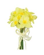 Daffodil Bundle 27cm Yellow